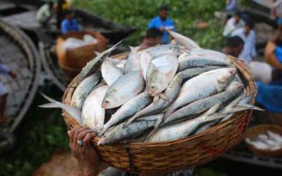 ইলিশ ধরতে দুই-তৃতীয়াংশ মাছ সমুদ্রে ফেলে দেন জেলেরা: মৎস্য উপদেষ্টা