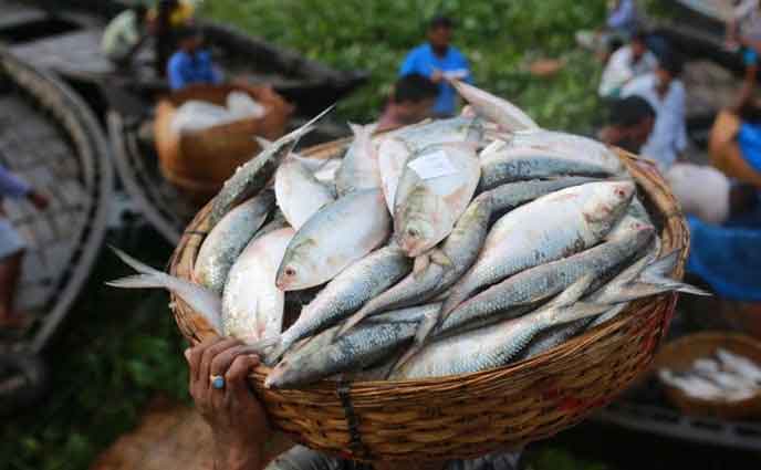 ইলিশ ধরতে দুই-তৃতীয়াংশ মাছ সমুদ্রে ফেলে দেন জেলেরা: মৎস্য উপদেষ্টা