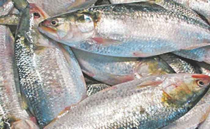 ইলিশের আকার অনুযায়ী দাম নির্ধারণের সুপারিশ ট্যারিফ কমিশনের
