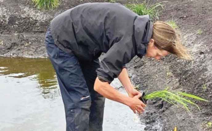 যুক্তরাজ্যে প্রথমবার সোনালি ধানের হাসি