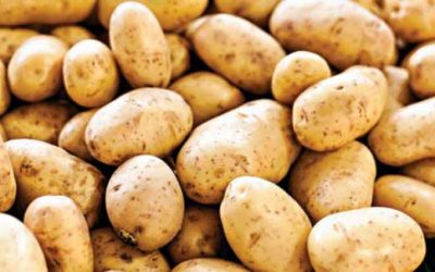 আলুর ব্যবহার ও রপ্তানি বাড়াতে আন্তর্জাতিক প্রদর্শনী