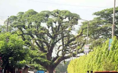 ফেনীতে ৪১০ বছরের প্রাচীন গাছ ‘মেঘ শিরিষ’