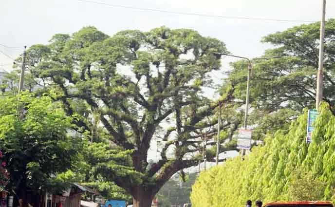ফেনীতে ৪১০ বছরের প্রাচীন গাছ ‘মেঘ শিরিষ’