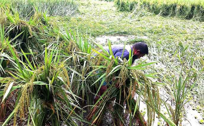 বৈরি আবহাওয়ায় আমন ধানের ব্যাপক ক্ষতি