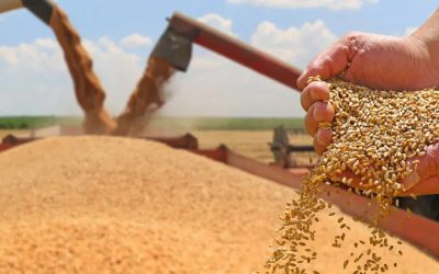 আরও ২ লাখ ২০ হাজার টন গম আমদানির প্রস্তাব অনুমোদন