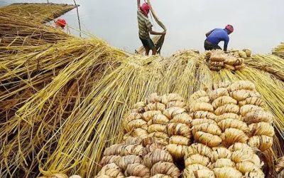 কাঁচা পাট রপ্তানি পুরোপুরি বন্ধের দাবি