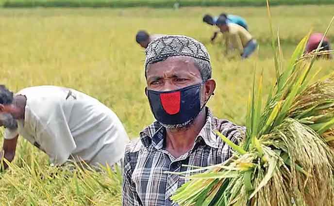 কৃষিঋণ মওকুফে বাজেট থেকে ১৫৬৭ কোটি টাকা ছাড়