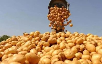 ভিয়েতনামে বাংলাদেশি আলু রপ্তানির অনুমোদন