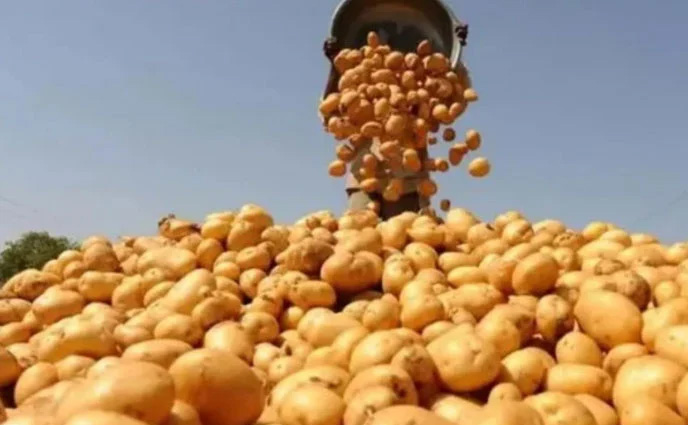 ভিয়েতনামে বাংলাদেশি আলু রপ্তানির অনুমোদন