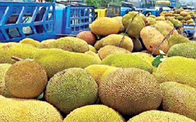 চীনে রপ্তানির অপেক্ষায় বাংলাদেশের কাঁঠাল