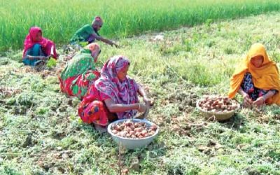মুড়িকাটা পেঁয়াজে চাষির আয় হবে ৫১২ কোটি টাকা