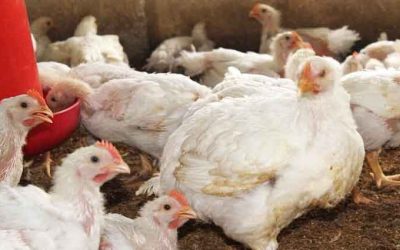 কোরবানির পর থেকে ব্রয়লার মুরগির দাম কমছেই
